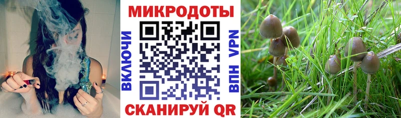 Купить  Славянск-на-Кубани  Галлюциногенные грибы Magic Shrooms 